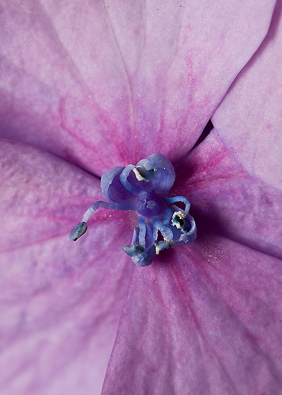 Blue Hydrangea Centre