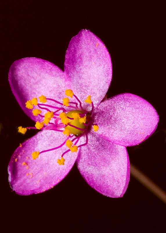 Jewel of Opar close-up