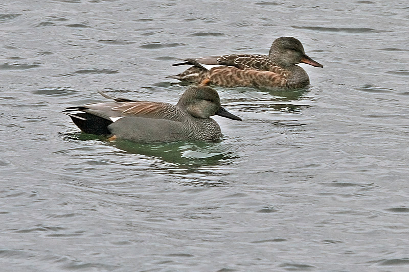 Gadwall 7596