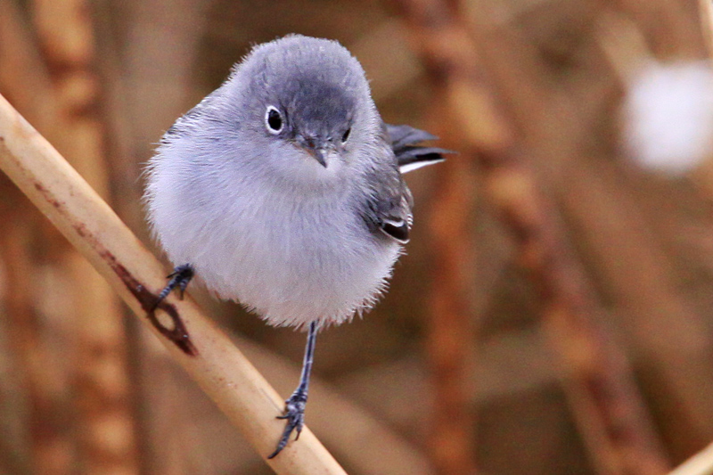 Gnatcatcher, Blue Gray 4381