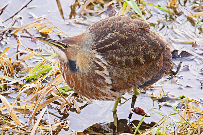 Bittern, American 6736