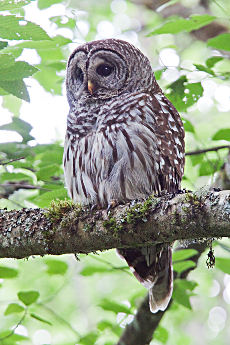 Owl, Barred 1203