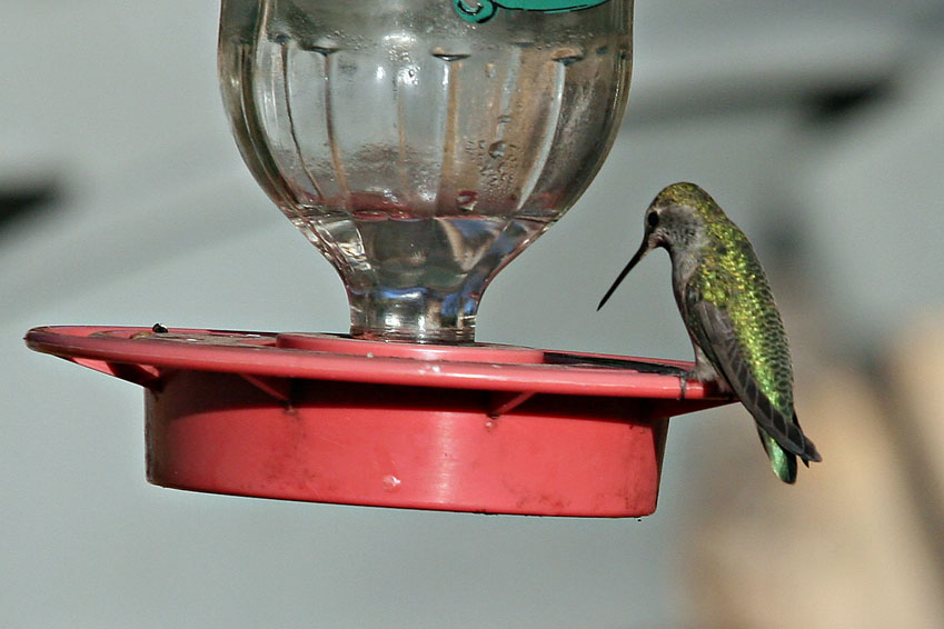 Hummingbird, Magnificent 5332