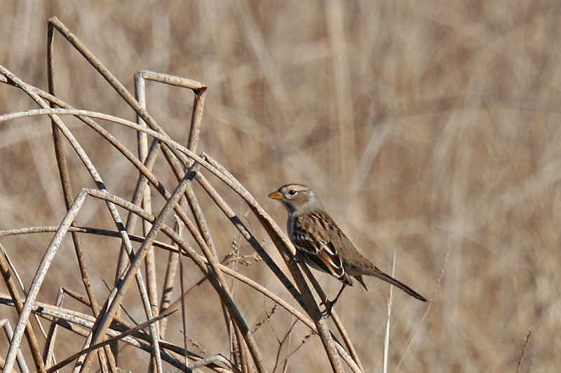 2696 juvi White Crowned Sparrow maybe ???