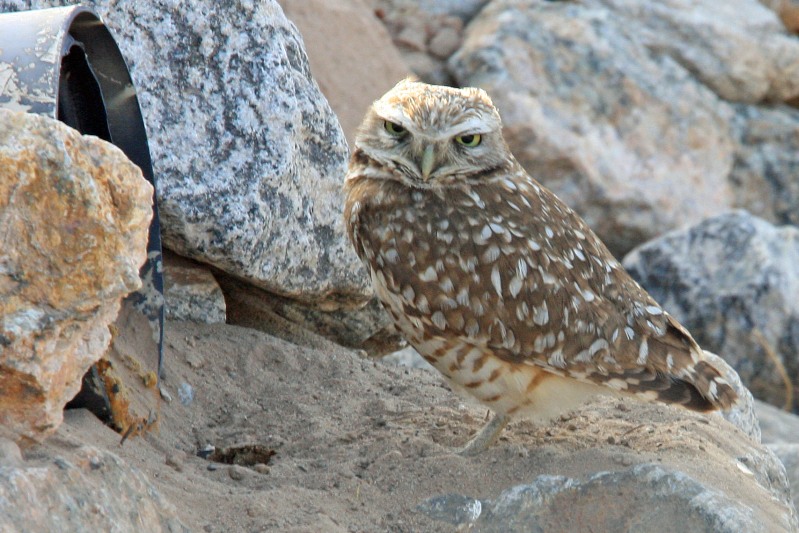 0112 Burrowing Owl