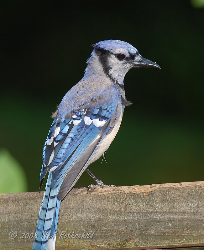 Blue Jay DSCN_118813.JPG