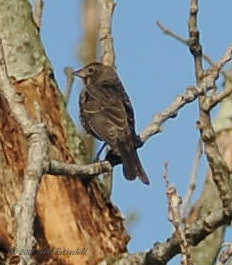 Brown-headed Cowbird DSCN_201614.JPG