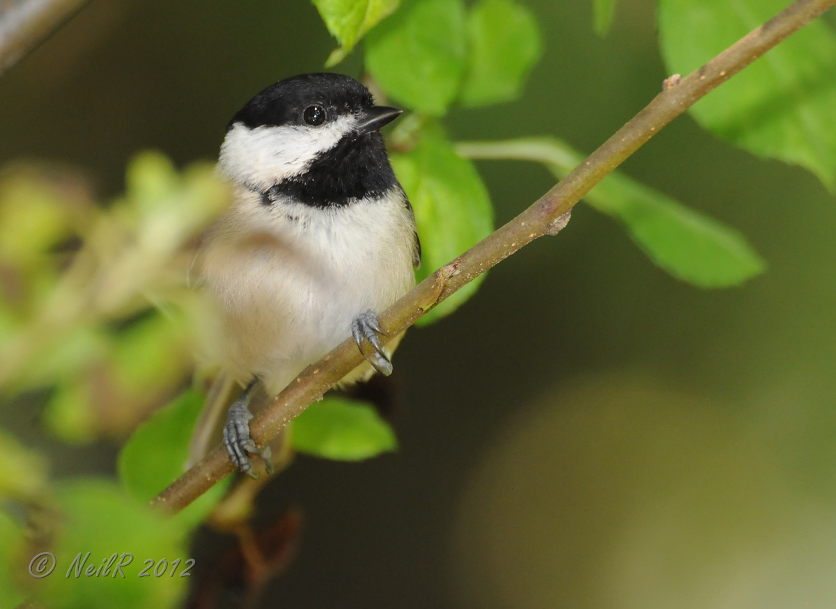 Chickadee, Carolina DSCN_277580.JPG