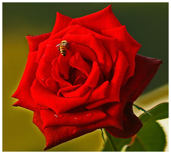 BeeRose