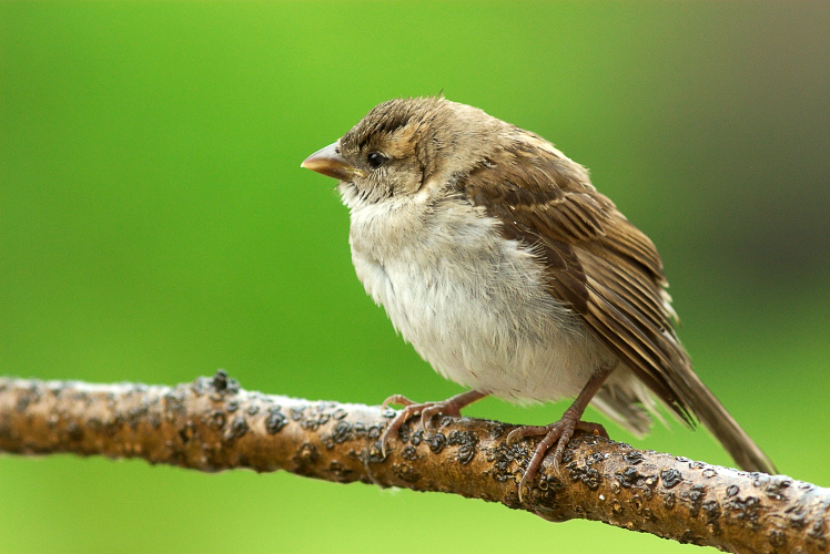 House Sparrow