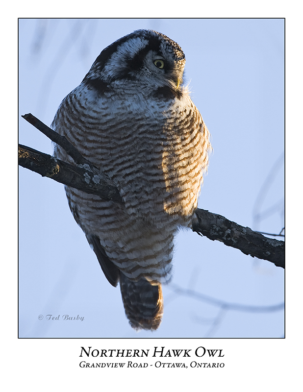 Northern Hawk-Owl-033