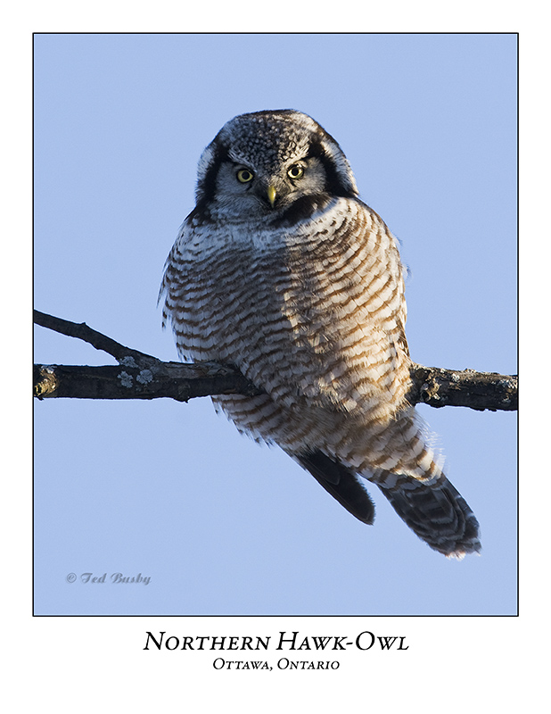 Northern Hawk-Owl-034