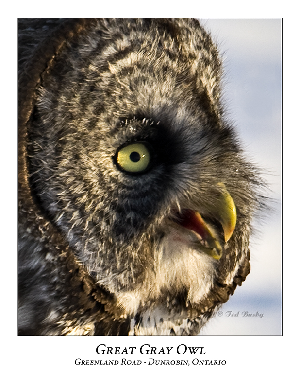 Great Gray Owl-014