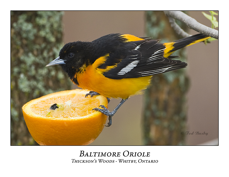 Baltimore Oriole-003