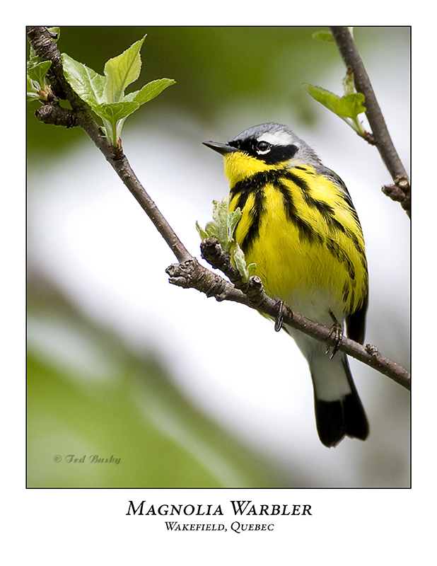 Magnolia Warbler-002