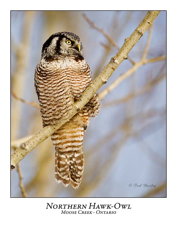 Northern Hawk-Owl-060