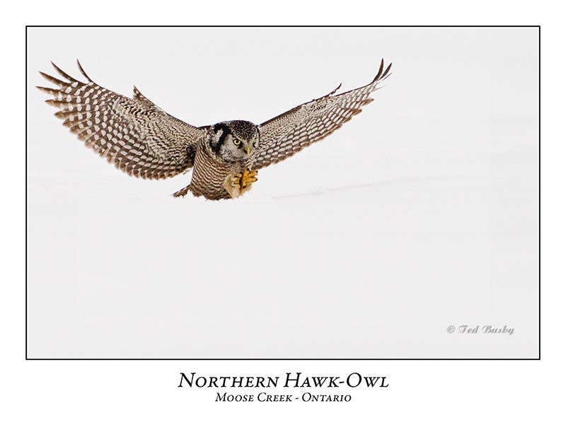 Northern Hawk-Owl-073
