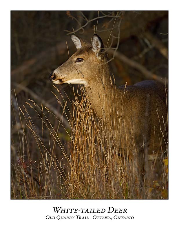 White-tailed Deer-025
