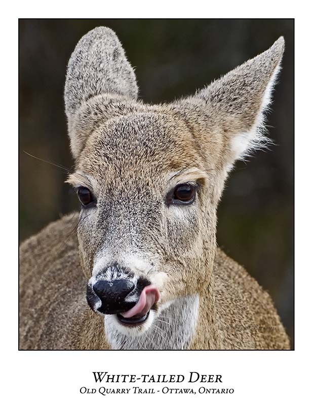 White-tailed Deer-035