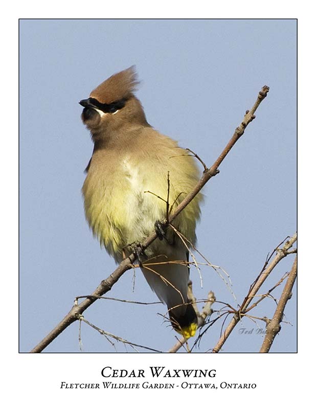 Cedar Waxwing-012