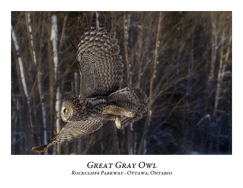 Great Gray Owl-081