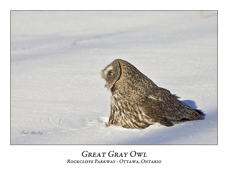 Great Gray Owl-086