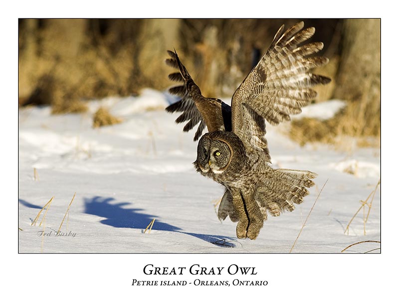 Great Gray Owl-134