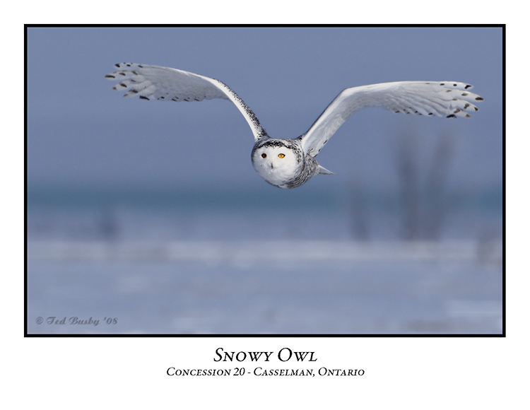Snowy Owl-018