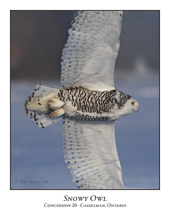 Snowy Owl-020