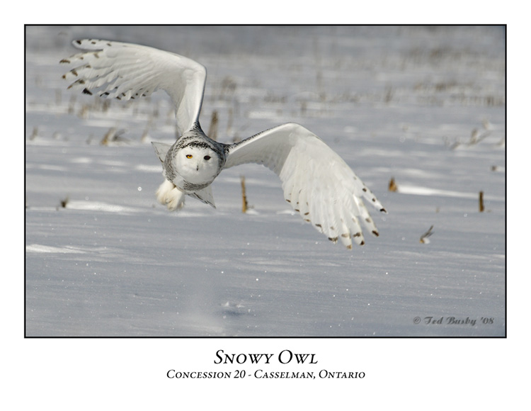 Snowy Owl-023