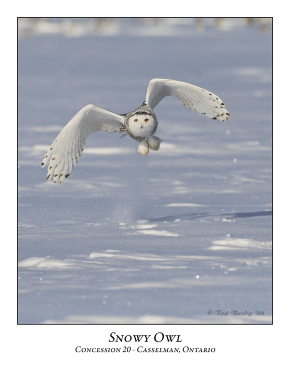 Snowy Owl-029
