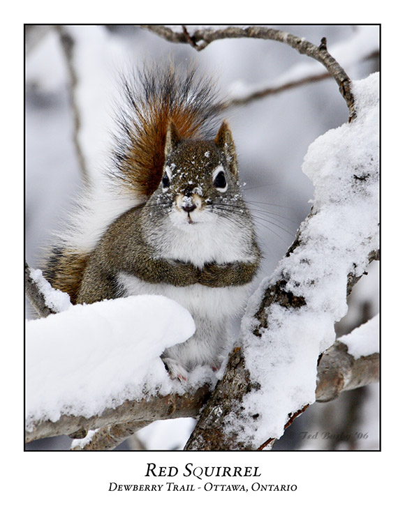 Red Squirrel-005