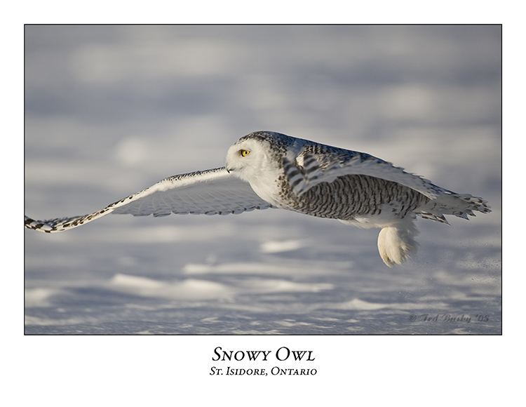 Snowy Owl-046