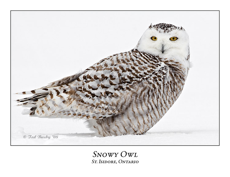 Snowy Owl-089