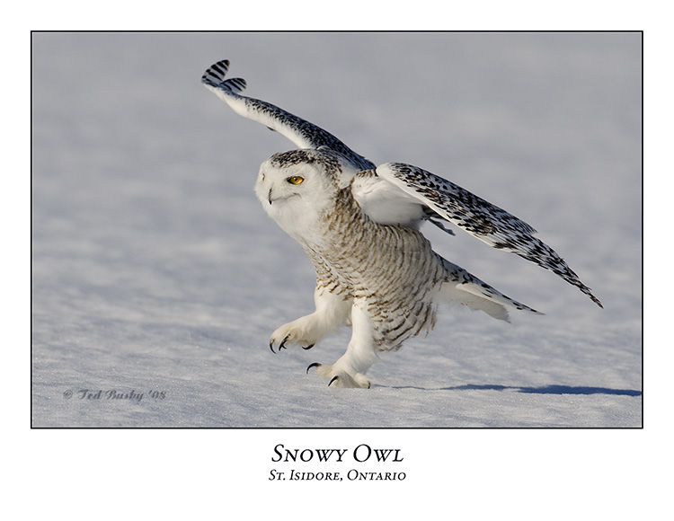 Snowy Owl-104
