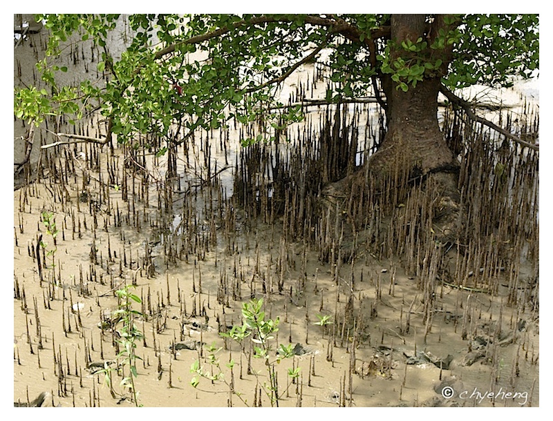 Pneumatophores around the mangrove tree