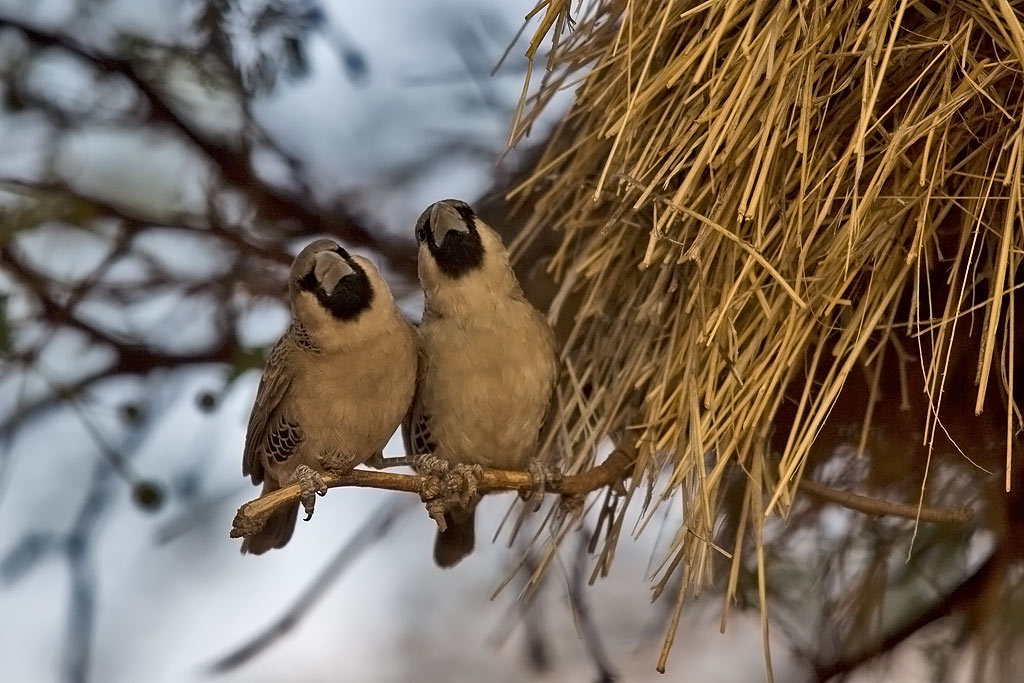 Sociable Weaver