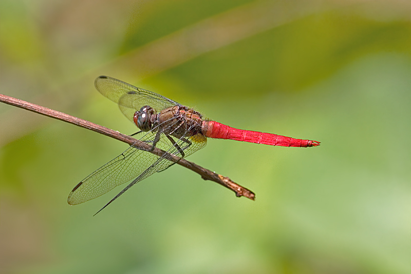 Spine-tufted Skimmer, Red-faced Skimmer, Brown-backed Red Marsh Hawk. Orthetrum chrysis 