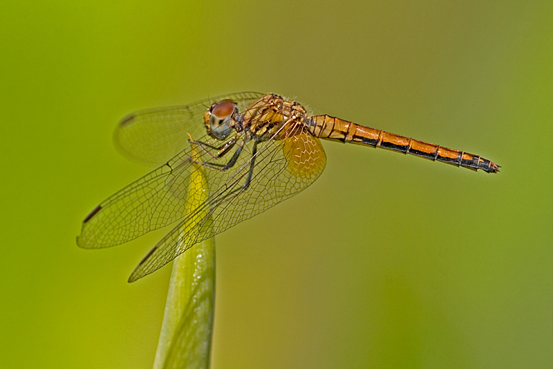 Crimson Dropwing, Trithemis aurora