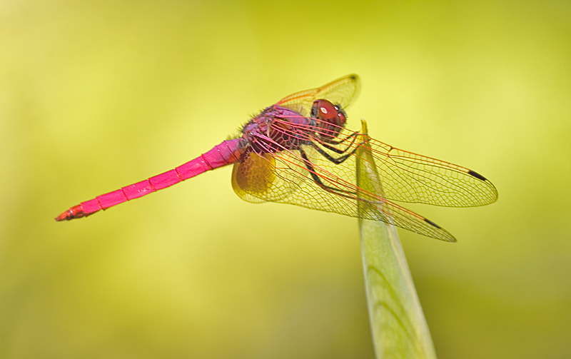 Crimson Dropwing, Trithemis aurora