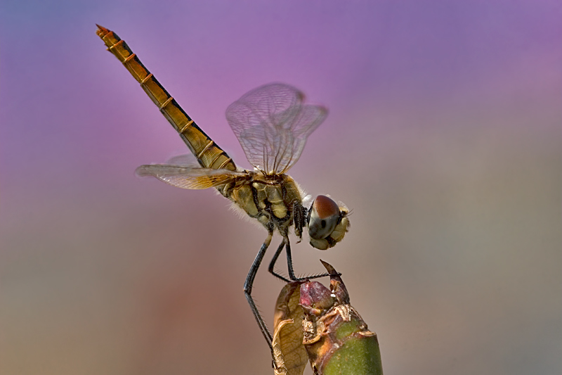 Coras Pennant, Coastal Glider, Wandering Pennant. Macrodiplax cora