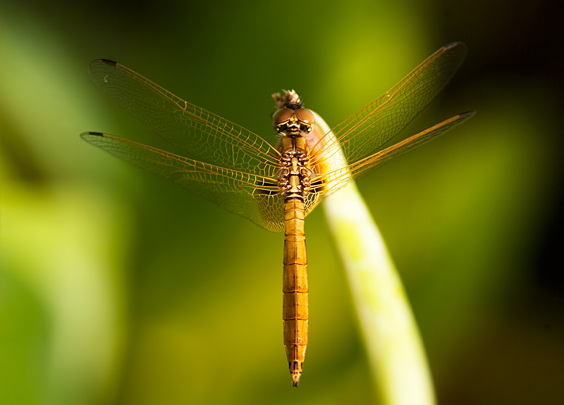 Scarlet Skimmer, Crimson Darter, Female