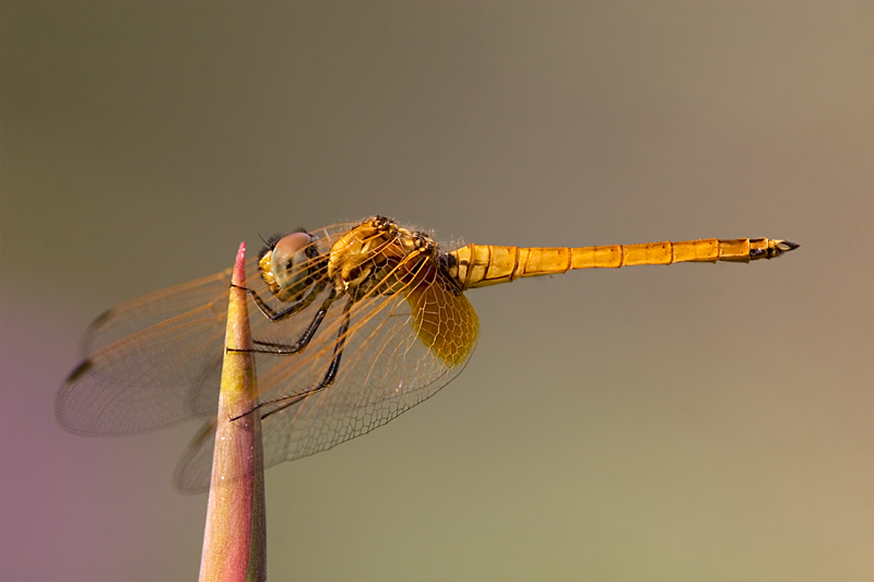 Scarlet Skimmer, Crimson Darter, Female