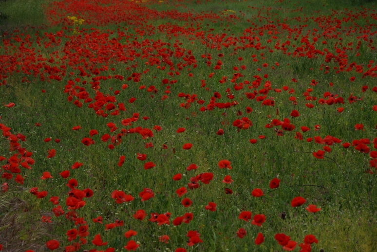 Flowering 2007