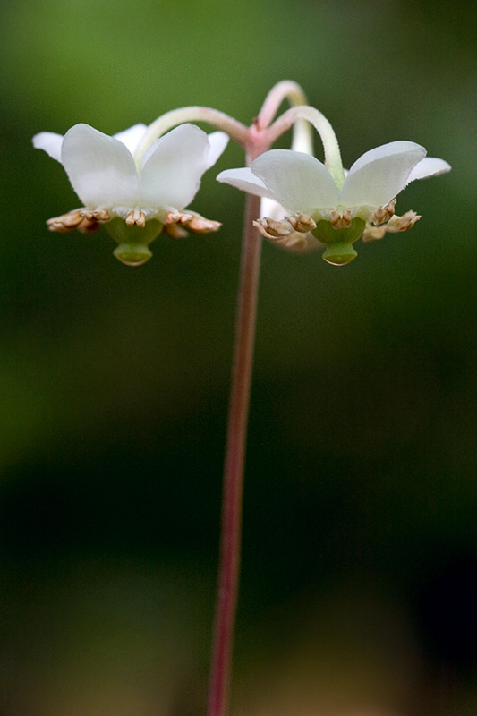 Spotted Wintergreen