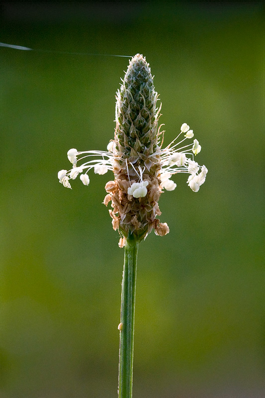 English Plantain