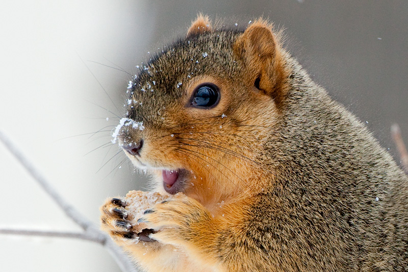 Fox Squirrel