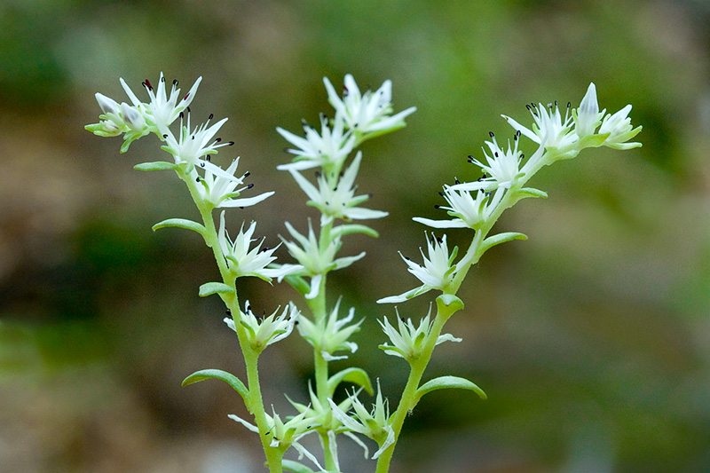 Wild Stonecrop