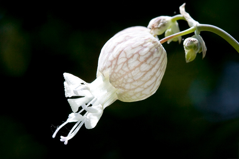 Bladder Campion