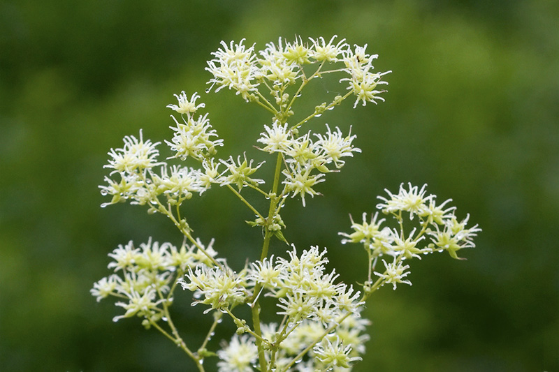 Tall Meadow Rue